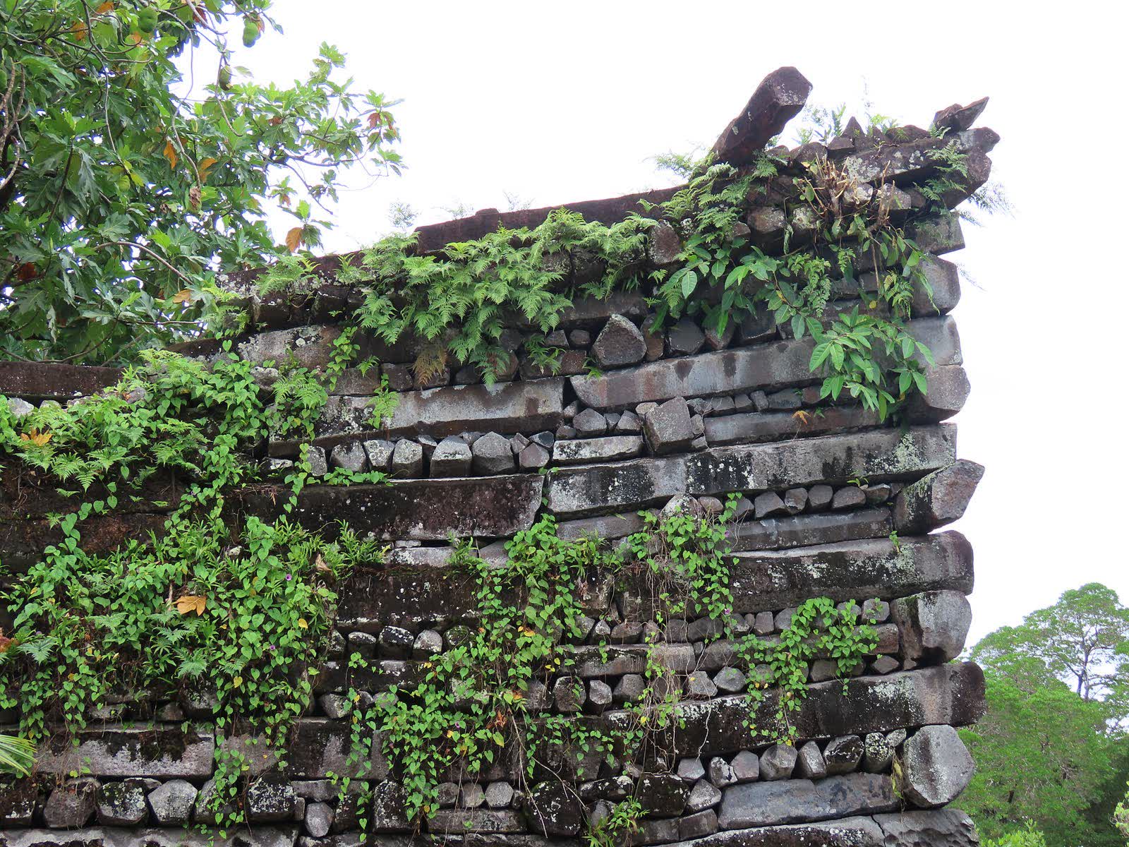 Stacked basalt walls of the Nan Madol ruins overgrown with vines, Pohnpei, Micronesia